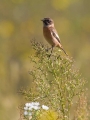 Prosnik_Stonechat_16.jpg
