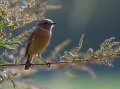 Prosnik_Stonechat_18.jpg