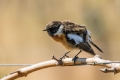 Prosnik_Stonechat_21.jpg