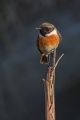 Prosnik_Stonechat_25.jpg