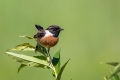 Prosnik_Stonechat_33.jpg