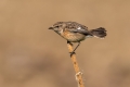 Prosnik_Stonechat_44.jpg