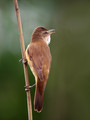 Ime datoteke=Rakar_Great_reed_warbler_06.jpg
Velikost datoteke=121KB
Dimenzija=600x800
Datum objave=10.11.2009 Rakar_Great_reed_warbler_06.jpg