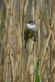 Ime datoteke=Rakar_Great_reed_warbler_07.jpg
Velikost datoteke=300KB
Dimenzija=600x900
Datum objave=31.01.2013 Rakar_Great_reed_warbler_07.jpg