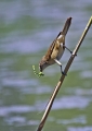 Ime datoteke=Rakar_Great_reed_warbler_08.jpg
Velikost datoteke=228KB
Dimenzija=573x800
Datum objave=24.04.2012 Rakar_Great_reed_warbler_08.jpg