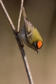 Ime datoteke=Rdeceglavi_kraljicek_Goldcrest_Regulus_regulus_107.jpg
Velikost datoteke=178KB
Dimenzija=600x900
Datum objave=26.12.2018 Rdeceglavi_kraljicek_Goldcrest_Regulus_regulus_107.jpg
