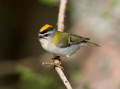 Ime datoteke=Rdeceglavi_kraljicek_Goldcrest_Regulus_regulus_116.jpg
Velikost datoteke=274KB
Dimenzija=950x712
Datum objave=24.12.2024 Rdeceglavi_kraljicek_Goldcrest_Regulus_regulus_116.jpg