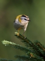 Ime datoteke=Rdeceglavi_kraljicek_Goldcrest_Regulus_regulus_22.jpg
Velikost datoteke=207KB
Dimenzija=675x900
Datum objave=31.08.2018 Rdeceglavi_kraljicek_Goldcrest_Regulus_regulus_22.jpg