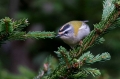 Ime datoteke=Rdeceglavi_kraljicek_Goldcrest_Regulus_regulus_27.jpg
Velikost datoteke=232KB
Dimenzija=950x633
Datum objave=26.12.2019 Rdeceglavi_kraljicek_Goldcrest_Regulus_regulus_27.jpg