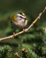 Ime datoteke=Rdeceglavi_kraljicek_Goldcrest_Regulus_regulus_31.jpg
Velikost datoteke=224KB
Dimenzija=720x900
Datum objave=12.12.2019 Rdeceglavi_kraljicek_Goldcrest_Regulus_regulus_31.jpg