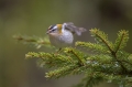 Ime datoteke=Rdeceglavi_kraljicek_Goldcrest_Regulus_regulus_33.jpg
Velikost datoteke=266KB
Dimenzija=950x633
Datum objave=08.12.2021 Rdeceglavi_kraljicek_Goldcrest_Regulus_regulus_33.jpg