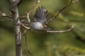 Ime datoteke=Rdeceglavi_kraljicek_Goldcrest_Regulus_regulus_35.jpg
Velikost datoteke=234KB
Dimenzija=950x633
Datum objave=08.12.2021 Rdeceglavi_kraljicek_Goldcrest_Regulus_regulus_35.jpg
