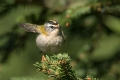 Ime datoteke=Rdeceglavi_kraljicek_Goldcrest_Regulus_regulus_37.jpg
Velikost datoteke=244KB
Dimenzija=900x600
Datum objave=26.12.2019 Rdeceglavi_kraljicek_Goldcrest_Regulus_regulus_37.jpg