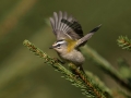 Ime datoteke=Rdeceglavi_kraljicek_Goldcrest_Regulus_regulus_38.jpg
Velikost datoteke=192KB
Dimenzija=900x675
Datum objave=17.05.2022 Rdeceglavi_kraljicek_Goldcrest_Regulus_regulus_38.jpg