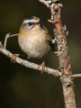 Ime datoteke=Rdeceglavi_kraljicek_Goldcrest_Regulus_regulus_44.jpg
Velikost datoteke=338KB
Dimenzija=675x900
Datum objave=13.03.2025 Rdeceglavi_kraljicek_Goldcrest_Regulus_regulus_44.jpg