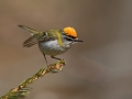 Ime datoteke=Rdeceglavi_kraljicek_Goldcrest_Regulus_regulus_93.jpg
Velikost datoteke=221KB
Dimenzija=950x713
Datum objave=04.09.2018 Rdeceglavi_kraljicek_Goldcrest_Regulus_regulus_93.jpg