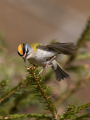 Ime datoteke=Rdeceglavi_kraljicek_Goldcrest_Regulus_regulus_95.jpg
Velikost datoteke=298KB
Dimenzija=675x900
Datum objave=24.12.2024 Rdeceglavi_kraljicek_Goldcrest_Regulus_regulus_95.jpg