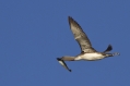 Rdecegrli_slapnik_Red_throated_diver_Gavia_stellata_Slapniki_Gaviidae_01.jpg