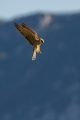 Ime datoteke=Rdecenoga_postovka_Red_footed_falcon_Falco_vespertinus_Sokoli_Falconidae_13.jpg
Velikost datoteke=229KB
Dimenzija=600x900
Datum objave=09.12.2014 Rdecenoga_postovka_Red_footed_falcon_Falco_vespertinus_Sokoli_Falconidae_13.jpg