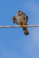 Ime datoteke=Rdecenoga_postovka_Red_footed_falcon_Falco_vespertinus_Sokoli_Falconidae_16~0.jpg
Velikost datoteke=239KB
Dimenzija=600x900
Datum objave=23.06.2015 Rdecenoga_postovka_Red_footed_falcon_Falco_vespertinus_Sokoli_Falconidae_16~0.jpg