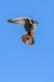 Ime datoteke=Rdecenoga_postovka_Red_footed_falcon_Falco_vespertinus_Sokoli_Falconidae_20.jpg
Velikost datoteke=210KB
Dimenzija=600x900
Datum objave=20.12.2015 Rdecenoga_postovka_Red_footed_falcon_Falco_vespertinus_Sokoli_Falconidae_20.jpg