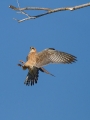 Ime datoteke=Rdecenoga_postovka_Red_footed_falcon_Falco_vespertinus_Sokoli_Falconidae_21.jpg
Velikost datoteke=219KB
Dimenzija=675x900
Datum objave=13.02.2016 Rdecenoga_postovka_Red_footed_falcon_Falco_vespertinus_Sokoli_Falconidae_21.jpg