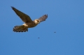 Ime datoteke=Rdecenoga_postovka_Red_footed_falcon_Falco_vespertinus_Sokoli_Falconidae_23.jpg
Velikost datoteke=227KB
Dimenzija=950x633
Datum objave=20.05.2016 Rdecenoga_postovka_Red_footed_falcon_Falco_vespertinus_Sokoli_Falconidae_23.jpg