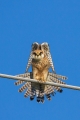 Ime datoteke=Rdecenoga_postovka_Red_footed_falcon_Falco_vespertinus_Sokoli_Falconidae_24.jpg
Velikost datoteke=242KB
Dimenzija=600x900
Datum objave=12.05.2015 Rdecenoga_postovka_Red_footed_falcon_Falco_vespertinus_Sokoli_Falconidae_24.jpg