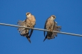 Ime datoteke=Rdecenoga_postovka_Red_footed_falcon_Falco_vespertinus_Sokoli_Falconidae_29.jpg
Velikost datoteke=209KB
Dimenzija=950x633
Datum objave=04.08.2016 Rdecenoga_postovka_Red_footed_falcon_Falco_vespertinus_Sokoli_Falconidae_29.jpg