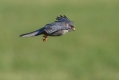 Ime datoteke=Rdecenoga_postovka_Red_footed_falcon_Falco_vespertinus_Sokoli_Falconidae_34.jpg
Velikost datoteke=236KB
Dimenzija=1000x667
Datum objave=03.01.2018 Rdecenoga_postovka_Red_footed_falcon_Falco_vespertinus_Sokoli_Falconidae_34.jpg