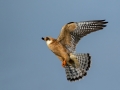 Rdecenoga_postovka_Red_footed_falcon_Falco_vespertinus_Sokoli_Falconidae_43.jpg
