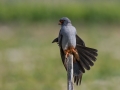 Rdecenoga_postovka_Red_footed_falcon_Falco_vespertinus_Sokoli_Falconidae_50.jpg