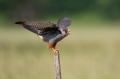 Ime datoteke=Rdecenoga_postovka_Red_footed_falcon_Falco_vespertinus_Sokoli_Falconidae_52.jpg
Velikost datoteke=197KB
Dimenzija=950x633
Datum objave=26.12.2019 Rdecenoga_postovka_Red_footed_falcon_Falco_vespertinus_Sokoli_Falconidae_52.jpg