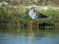 Ime datoteke=Rdecenogi_martinec_Redshank_Tringa_totanus_Kljunaci_Scolopacidae_02.jpg
Velikost datoteke=160KB
Dimenzija=800x600
Datum objave=23.12.2009 Rdecenogi_martinec_Redshank_Tringa_totanus_Kljunaci_Scolopacidae_02.jpg