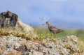 Rdecenogi_martinec_Redshank_Tringa_totanus_Kljunaci_Scolopacidae_03.jpg