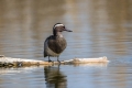 Ime datoteke=Reglja_Garganey_11.jpg
Velikost datoteke=225KB
Dimenzija=900x600
Datum objave=24.03.2016 Reglja_Garganey_11.jpg