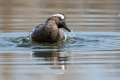 Ime datoteke=Reglja_Garganey_12.jpg
Velikost datoteke=210KB
Dimenzija=900x600
Datum objave=20.05.2016 Reglja_Garganey_12.jpg