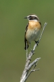 Ime datoteke=Repajlscica_Whinchat_15.jpg
Velikost datoteke=181KB
Dimenzija=600x900
Datum objave=04.08.2016 Repajlscica_Whinchat_15.jpg