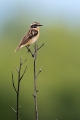 Ime datoteke=Repajlscica_Whinchat_24.jpg
Velikost datoteke=233KB
Dimenzija=600x900
Datum objave=14.02.2022 Repajlscica_Whinchat_24.jpg