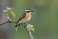 Ime datoteke=Repajlscica_Whinchat_27.jpg
Velikost datoteke=172KB
Dimenzija=900x600
Datum objave=17.05.2022 Repajlscica_Whinchat_27.jpg