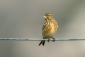 Ime datoteke=Repnik_Linnet_12.jpg
Velikost datoteke=184KB
Dimenzija=900x600
Datum objave=29.12.2017 Repnik_Linnet_12.jpg