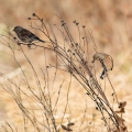 Ime datoteke=Repnik_Linnet_13.jpg
Velikost datoteke=284KB
Dimenzija=750x750
Datum objave=12.08.2017 Repnik_Linnet_13.jpg