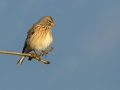 Repnik_Linnet_15.jpg
