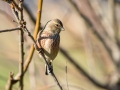 Repnik_Linnet_19.jpg