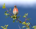 Repnik_Linnet_23.jpg