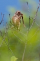 Repnik_Linnet_24~1.jpg