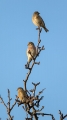 Repnik_Linnet_32.jpg