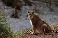 Ime datoteke=Ris_lynx_02.jpg
Velikost datoteke=138KB
Dimenzija=800x533
Datum objave=10.04.2010 Ris_lynx_02.jpg