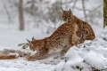 Ime datoteke=Ris_lynx_07.jpg
Velikost datoteke=271KB
Dimenzija=900x600
Datum objave=12.11.2020 Ris_lynx_07.jpg