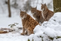 Ime datoteke=Ris_lynx_11.jpg
Velikost datoteke=280KB
Dimenzija=900x600
Datum objave=23.10.2022 Ris_lynx_11.jpg